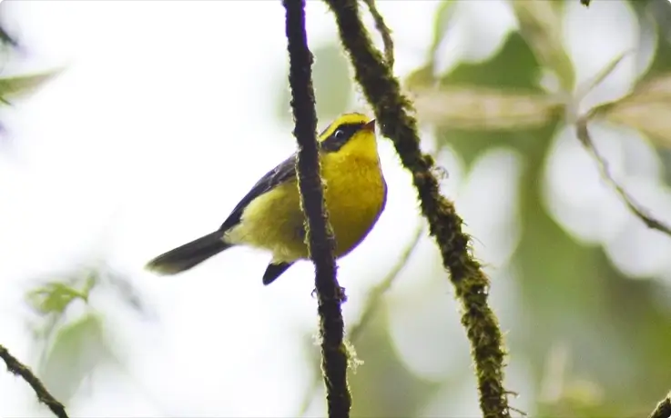 Yellow-bellied Fairy-Fantail at Doi Inthanon National Park near Chiang Mai