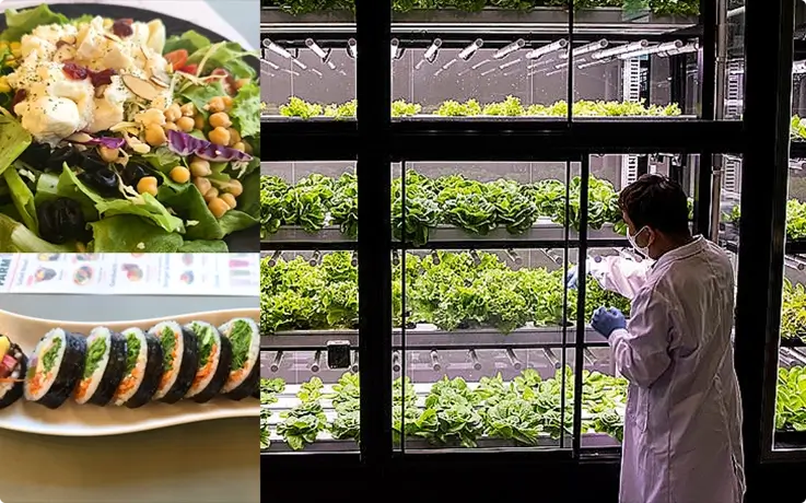 Gimbap and salad making experience at Allchee Smart Farm in Busan