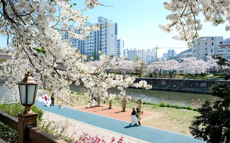Cherry blossoms at Oncheoncheon, Busan