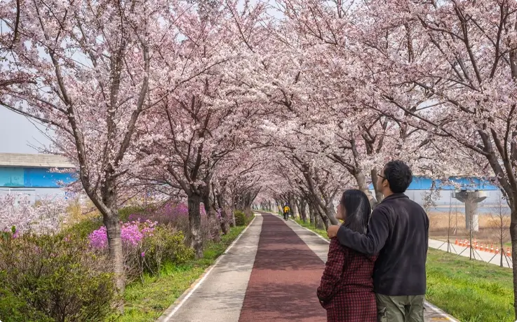 Cherry blossoms at Samnak Ecological Park