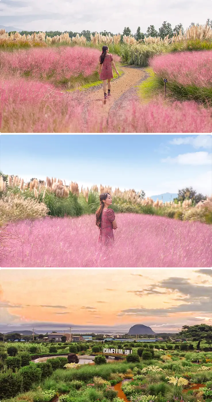 Camellia Hill covered with pink muhly in autumn