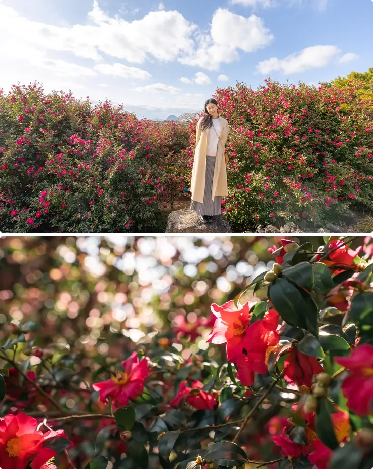 Camellias blooming in winter at Camellia Hill Jeju