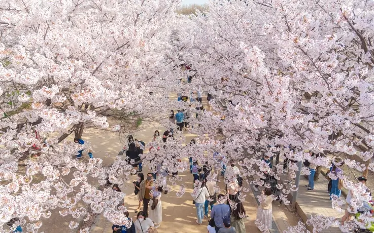 Cherry blossoms in Seoul Forest