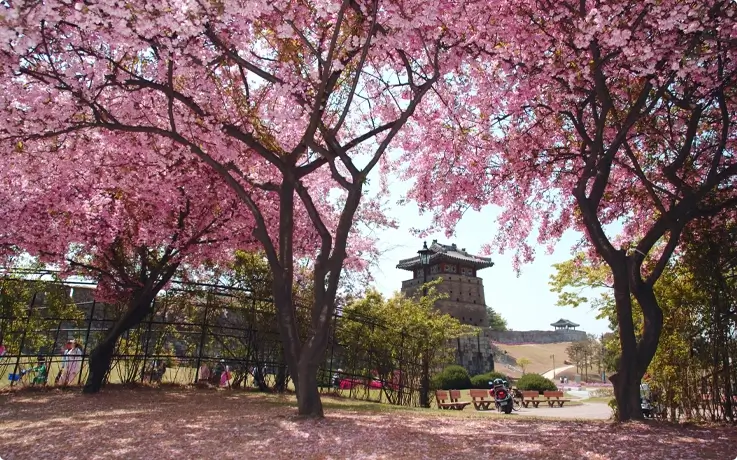 Cherry blossoms in Suwon Hwaseong Fortress