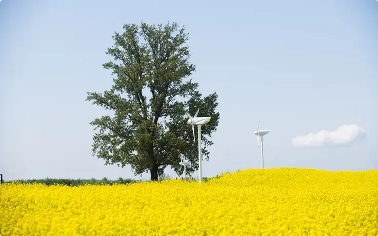 Spring flowers in Anseong Farmland