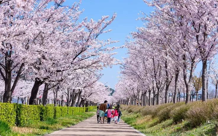 Cherry Blossoms in Gangneung Gyeongpodae