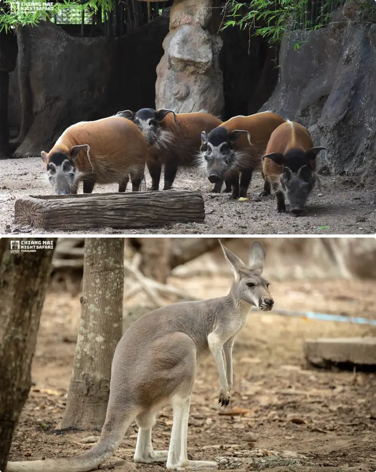Red river hogs and kangaroo at Chiang Mai Night Safari
