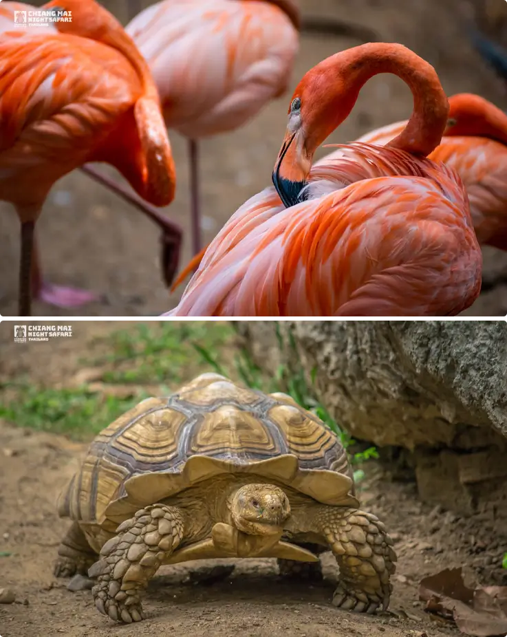 Flamingo and turtle at Chiang Mai Night Safari