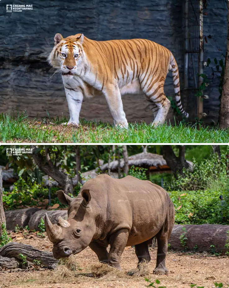 Tiger and rhinoceros at Chiang Mai Night Safari