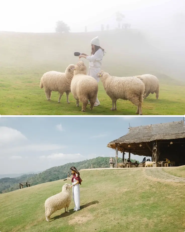 Visitor taking photos with sheep at Akha FarmVille in Chiang Rai