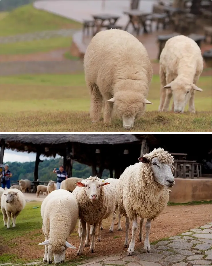 Sheep at Akha FarmVille in Chiang Rai