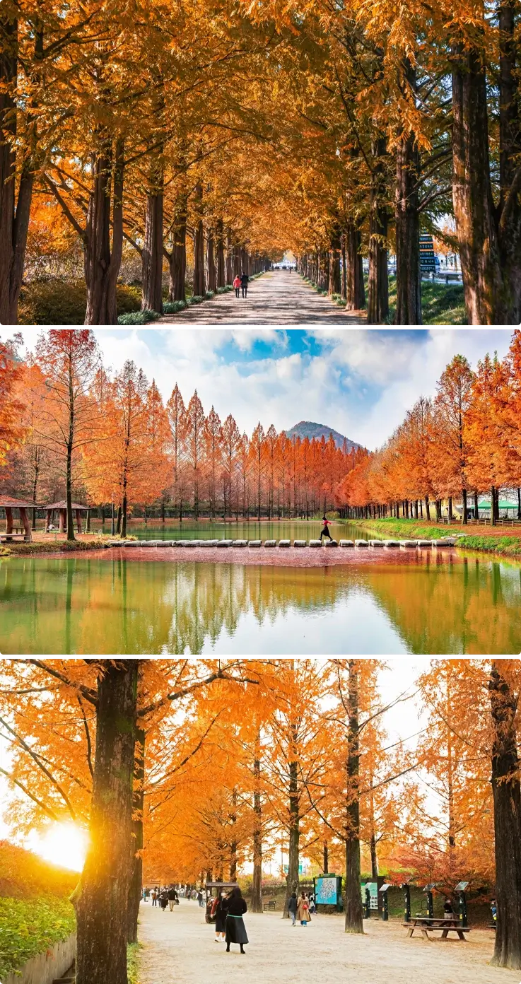 Damyang Metasequoia-lined Road covered in vibrant autumn foliage.