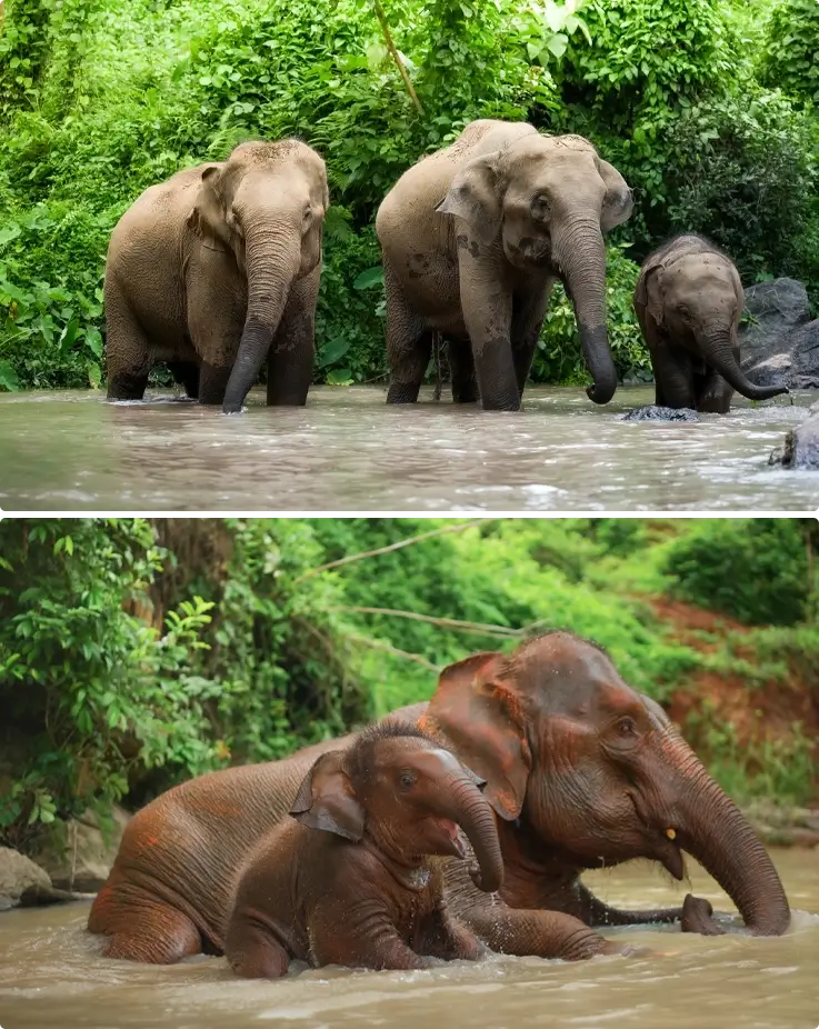 Elephants at Elephant Jungle Sanctuary in Phuket