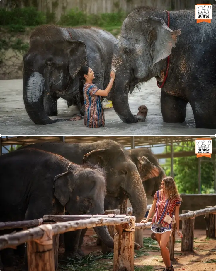 Visitors taking photos with elephants at Elephant Jungle Sanctuary in Phuket