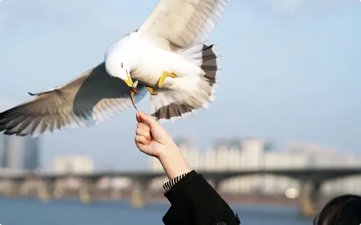 Visitor feeding a seagull aboard the Hangang Tour Cruise in Yeouido