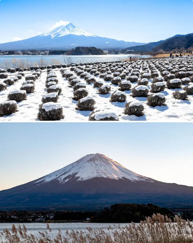 Oishi Park covered in snow in winter