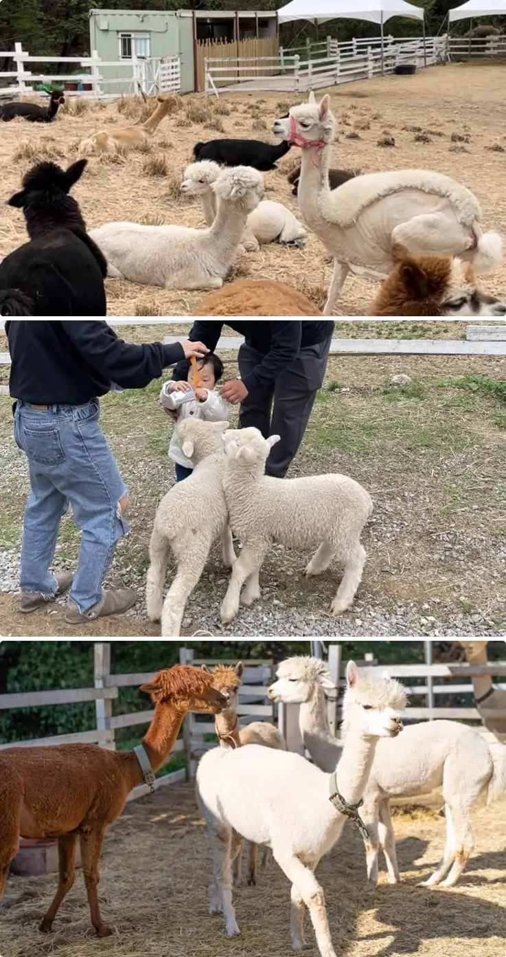 Sheep and alpacas at Gapyeong Sheep Ranch