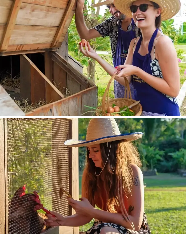 Visitors picking eggs and feeding chicken at the organic farm by the cooking class in Chiang Mai