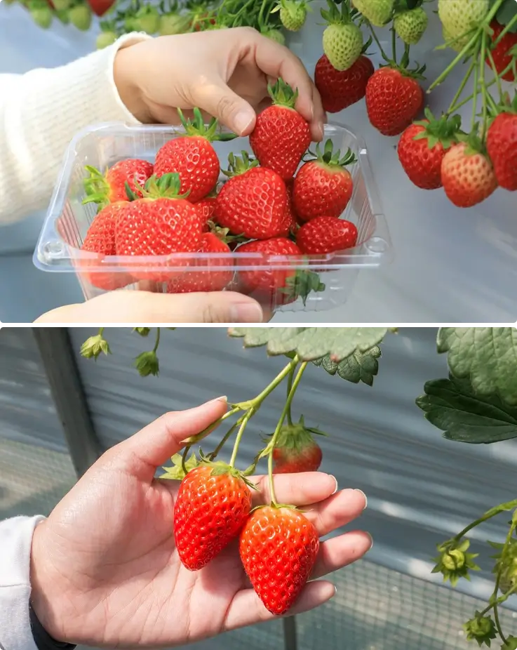 Strawberry picking experience at a local farm in Korea during winter