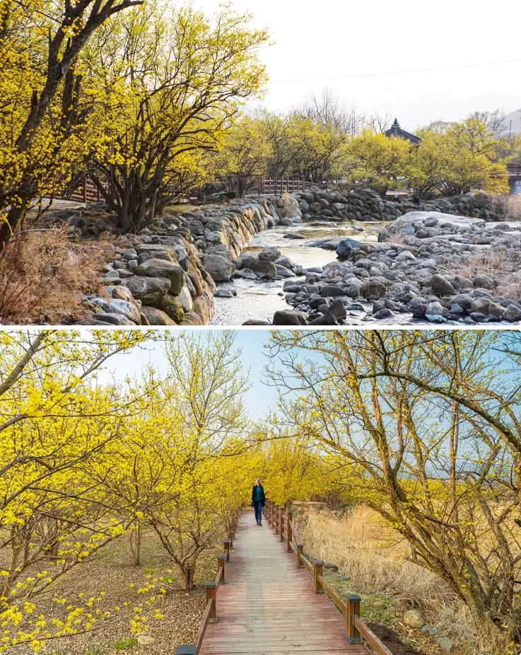 Sansuyu (Cornelian Cherry) flowers at Gurye Sansuyu Festival