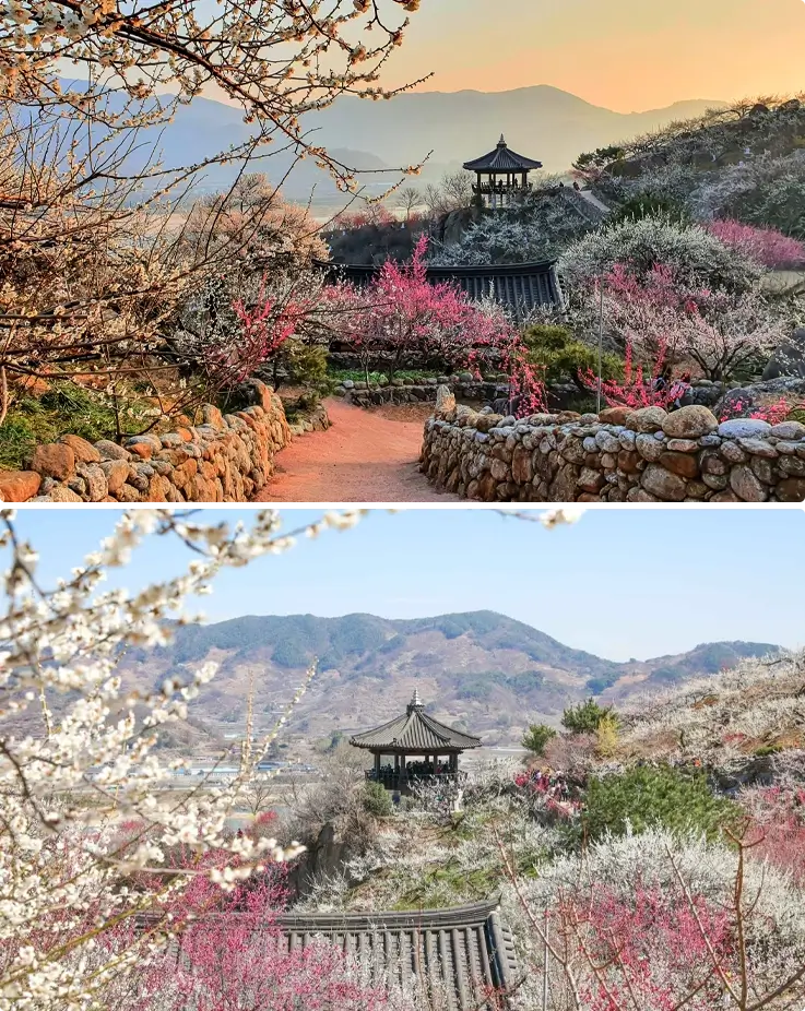 Plum blossoms at Gwangyang Maehwa Festival