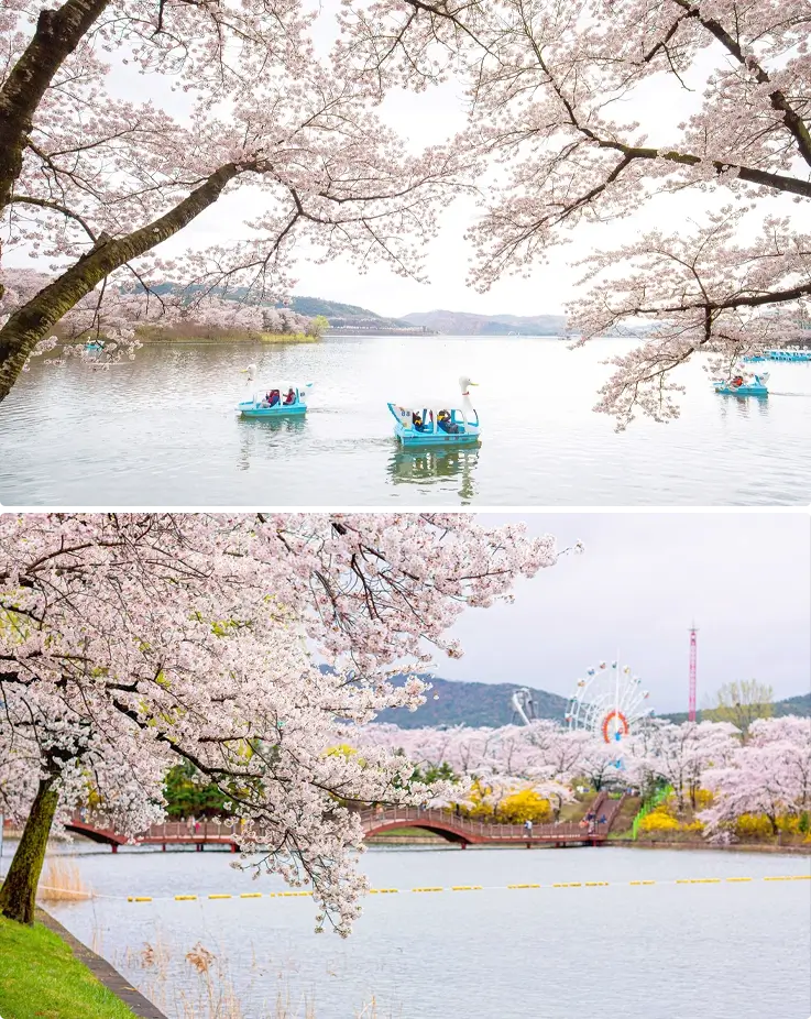 Cherry blossoms at Bomun Lake, Gyeongju in spring