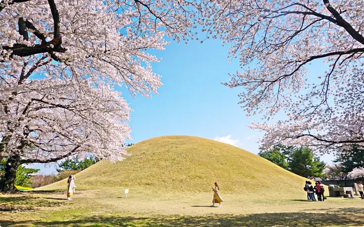 Cherry blossoms at Daereungwon Tomb Complex, Gyeongju in Spring