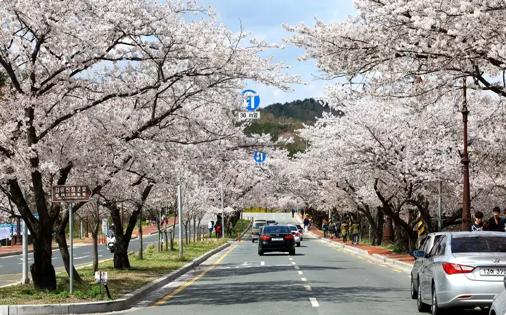 Cherry blossoms at Heungmu-ro, Gyeongju in Spring