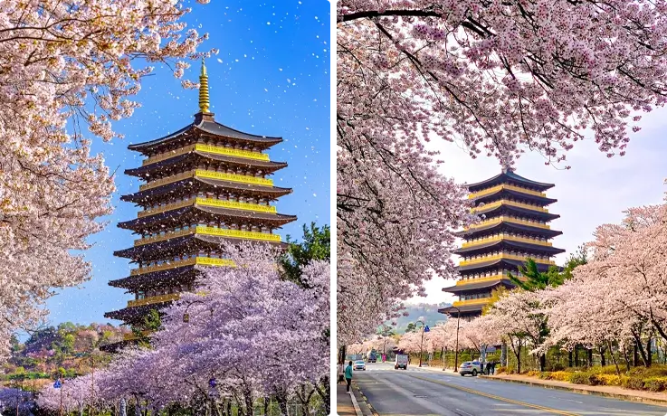 Cherry blossoms at Hwangnyongwon, Gyeongju in Spring