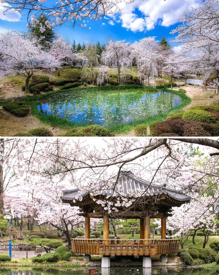 Cherry blossoms at Bomun tourist complex, Gyeongju in spring