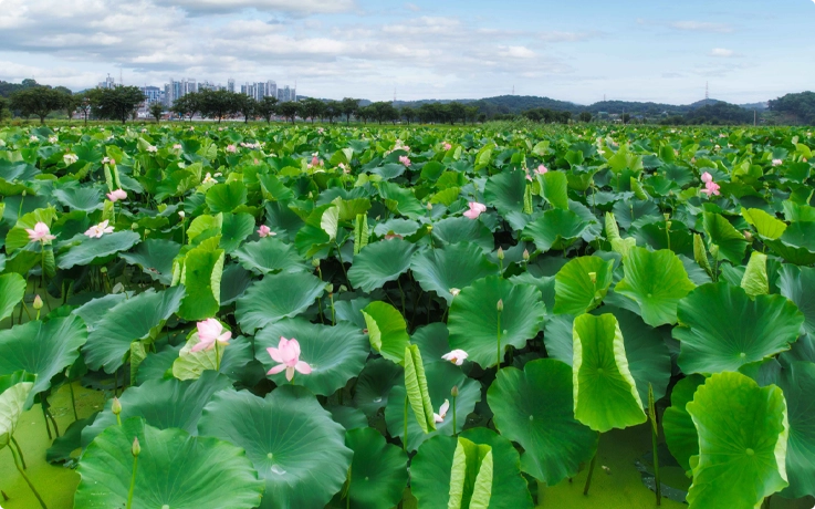 Kebun teratai di Haman Lotus Theme Park