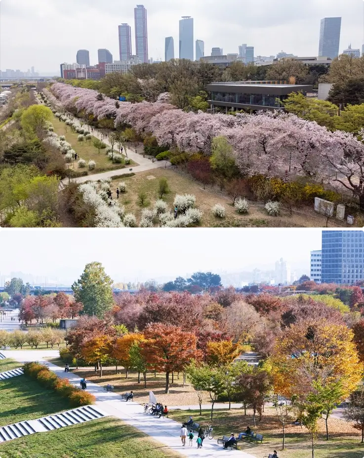 Cherry blossoms at Yeouido Hangang Park