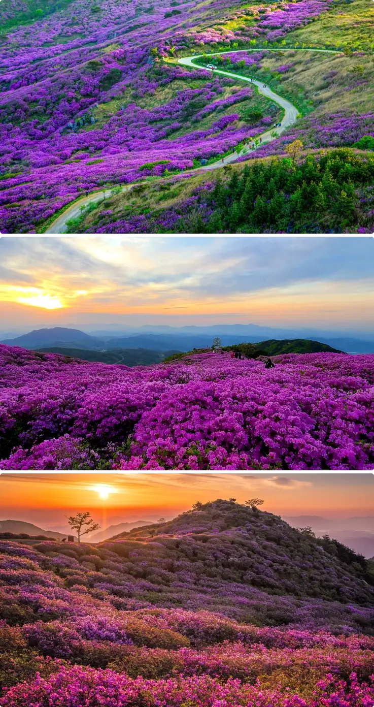 Azaleas at Hwangmaesan Royal Azalea Festival in May