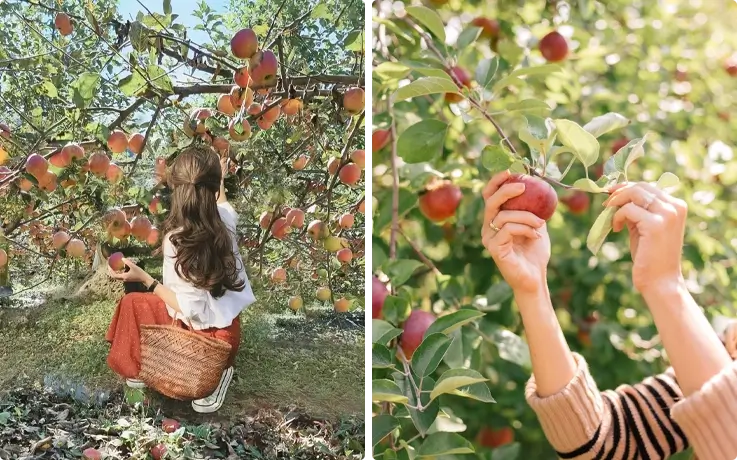 Apple picking experience at a local farm