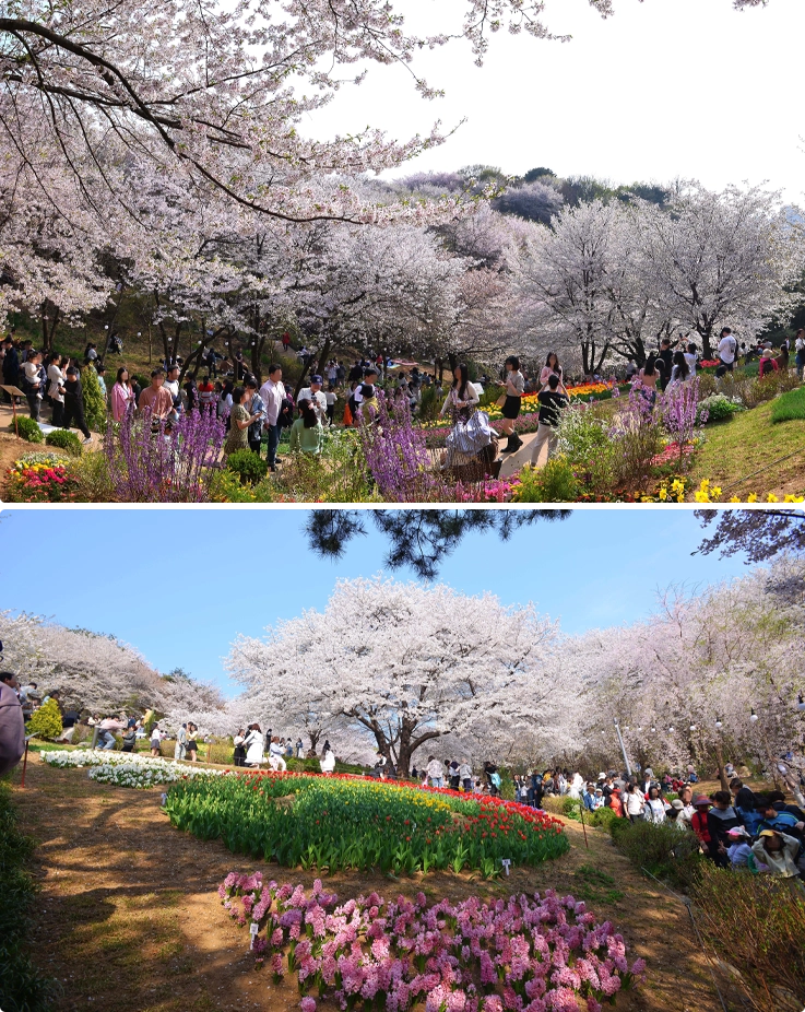 Cherry blossoms in Ansan