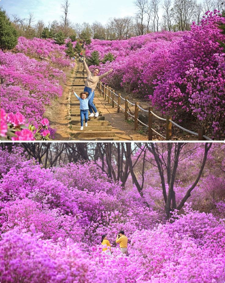 Azaleas in Wonmisan Mountain
