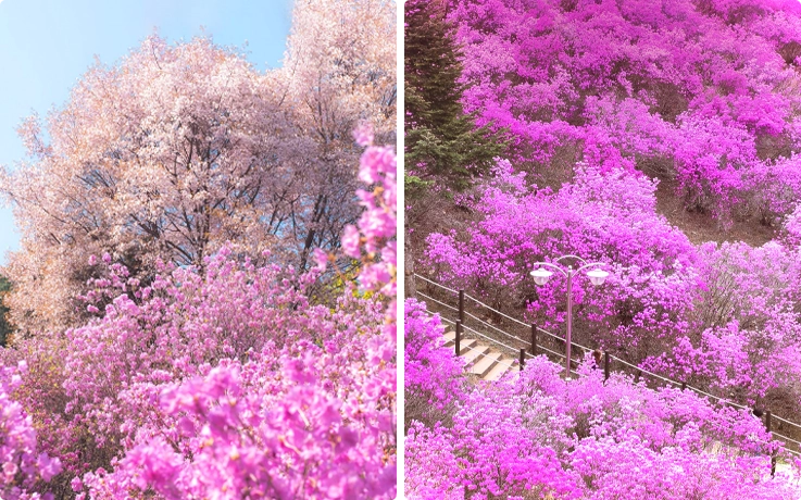 Azaleas in Wonmisan Mountain