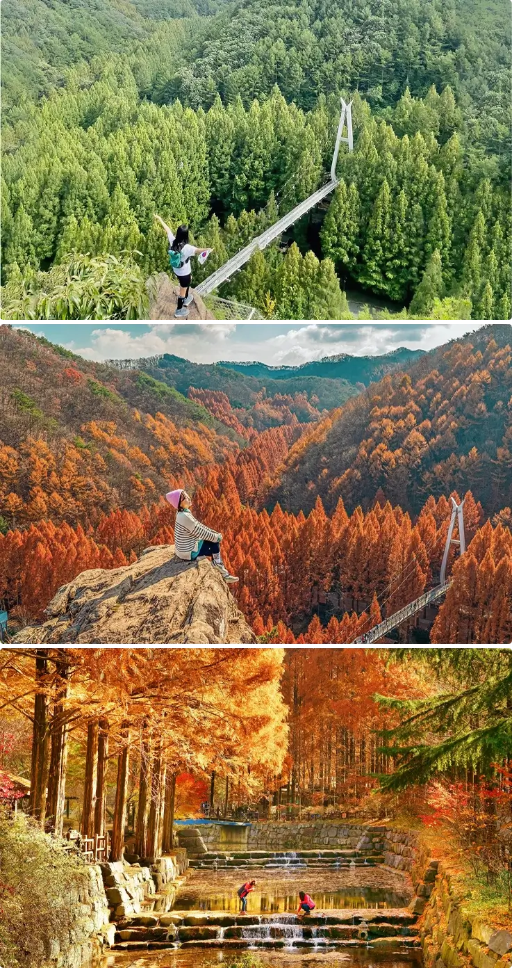 Visitor posing at Jangtaesan Forest in summer on top, fall foliage of Jangtaesan Forest in the middle and bottom