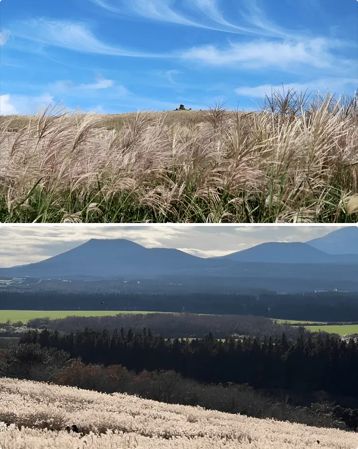 Silvergrass at Sangumburi Crater in Jeju Island