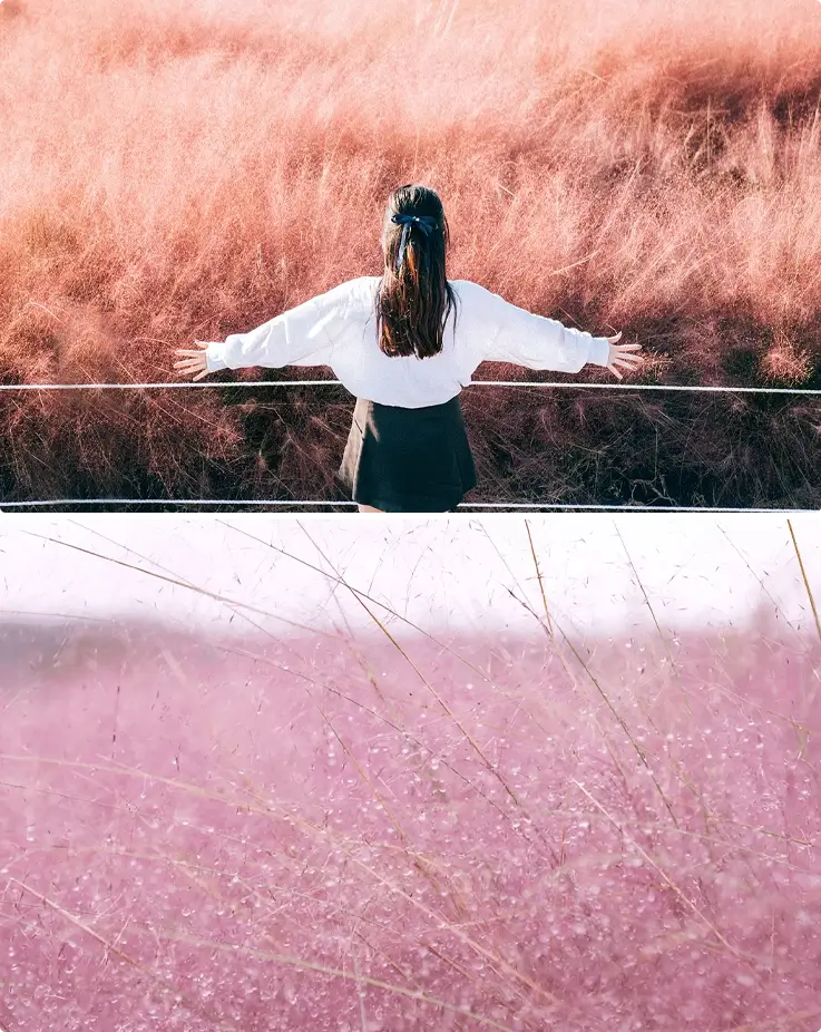 Visitor taking photos with a pink muhly backdrop at Hueree Nature Life Park on Jeju Island