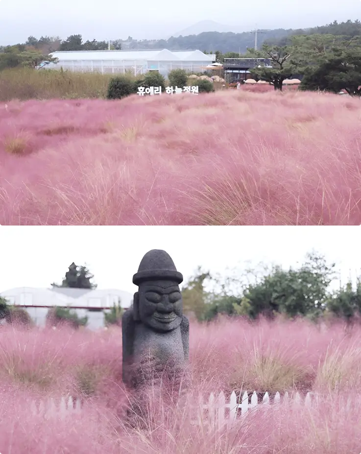 Pink muhly festival in Hueree Nature Life Park on Jeju Island