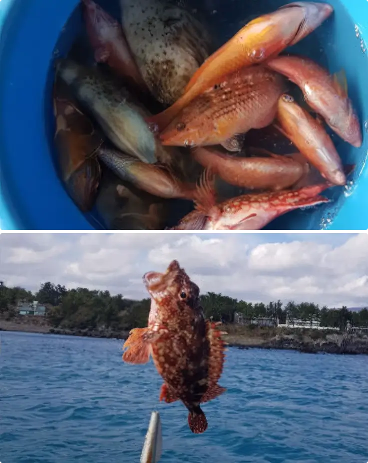 Fish caught during the Jeju boat fishing experience