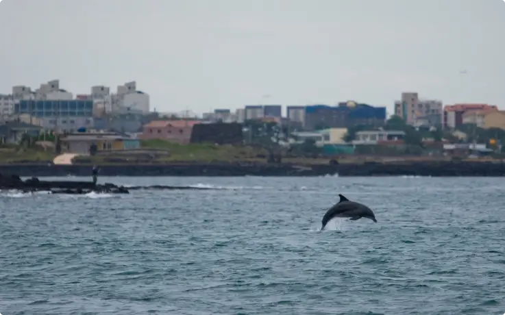 Dolphin seen at Sindo Port in Jeju Island