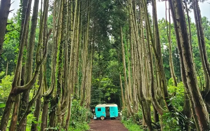 A van in the middle of the Secret Forest (Andol-oreum) in Jeju