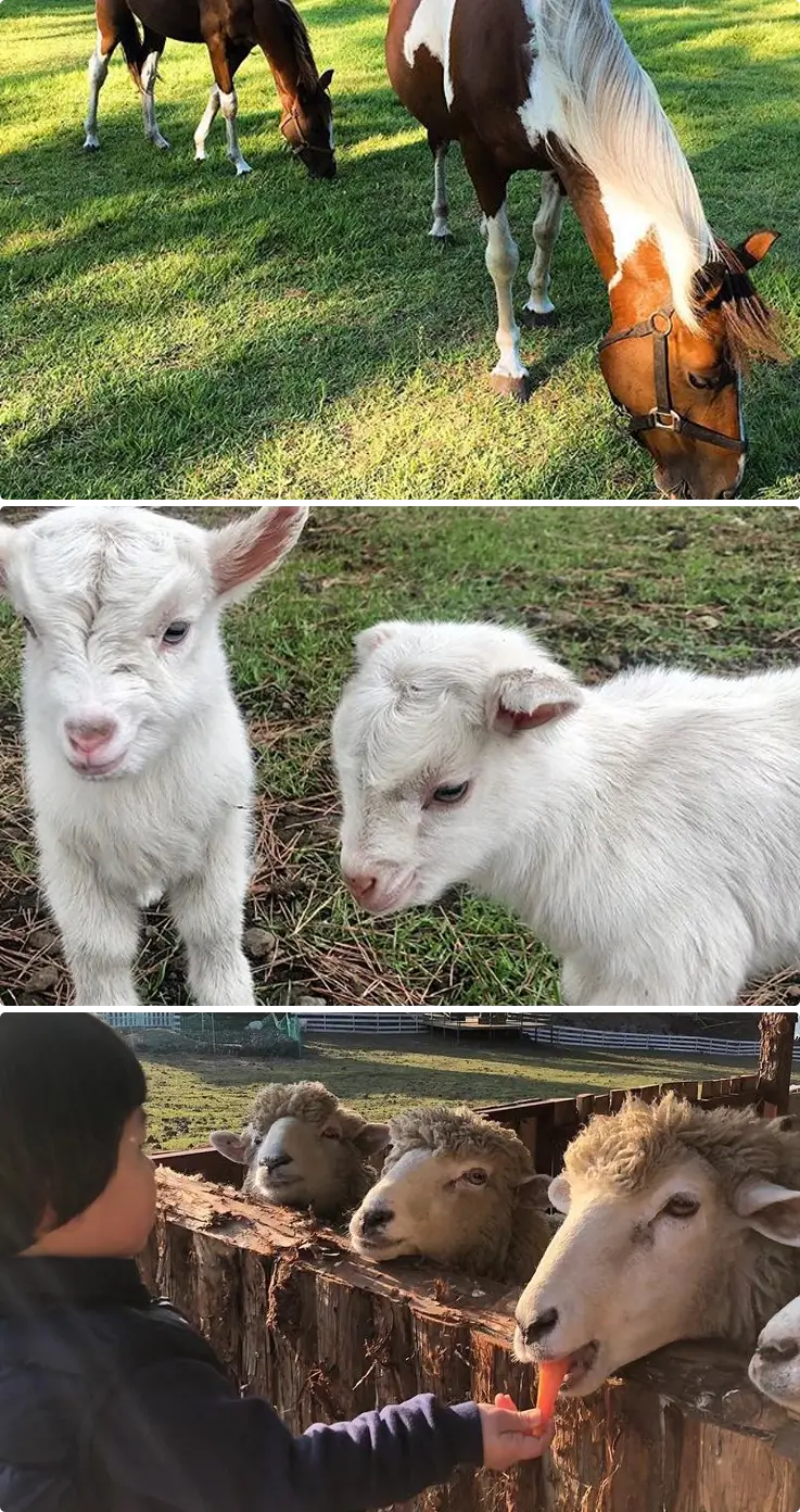 Horse, goat, and sheep at Jeju Sheep Farm
