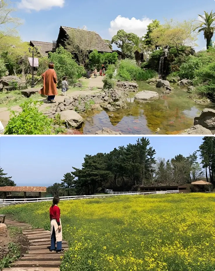 Jeju sheep farm in spring