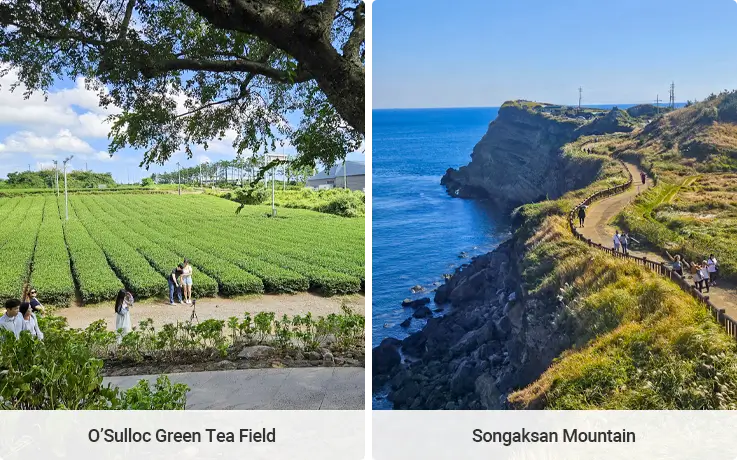 Visitors taking photos at O'Sulloc Green Tea Field on the left and walking along the trails of Songaksan Mountain on the right
