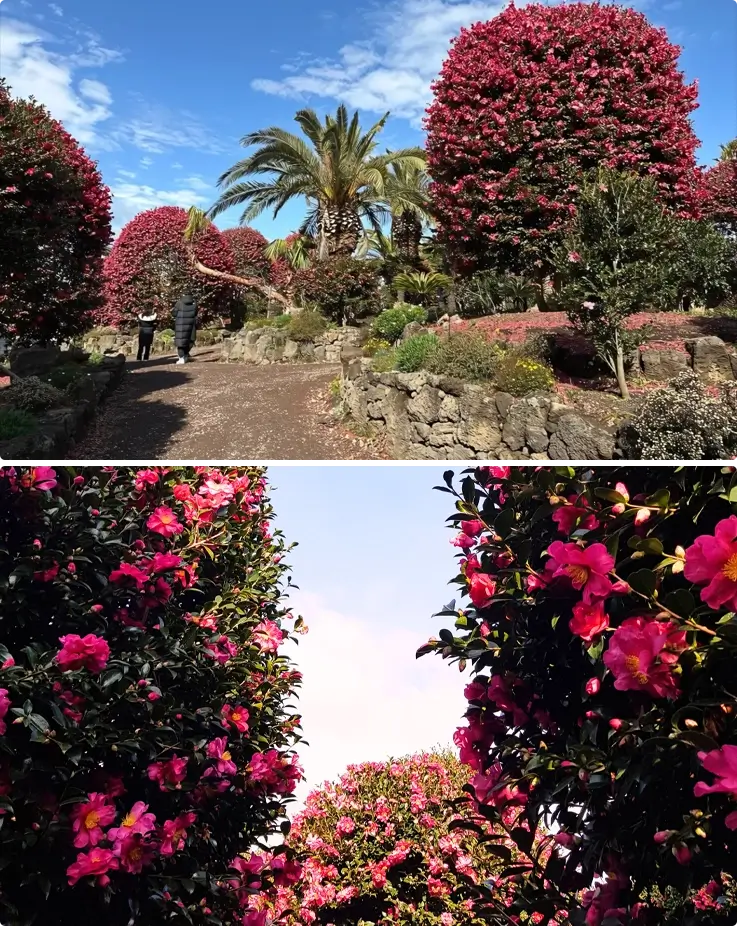 Camellia flowers in bloom at Ilchul Land on Jeju Island in winter