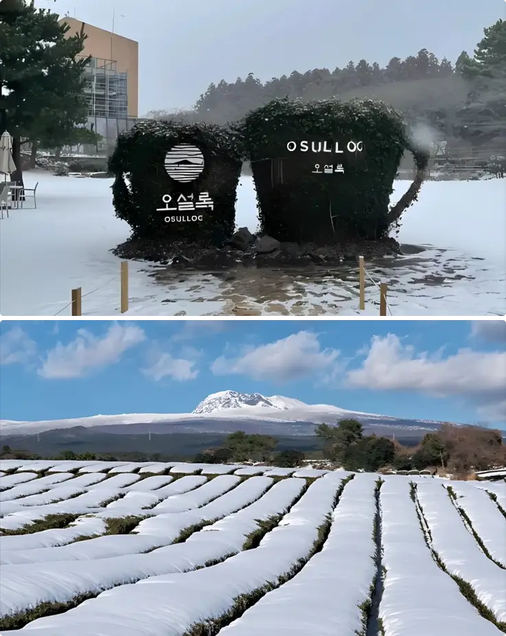Green tea field covered in snow at Osulloc Tea Museum in Jeju Island