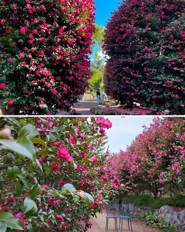 Camellia flowers in full bloom at Camellia Hill on Jeju Island